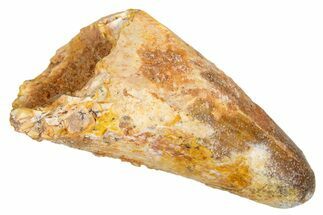 Cretaceous Fossil Crocodylomorph Tooth - Morocco #333711