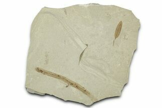 Fossil Leaves with Crane Fly - Green River Formation, Utah #334182