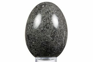 Polished Black Coquina Egg - California #334172
