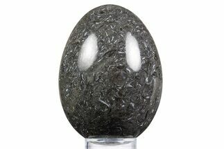 Polished Black Coquina Egg - California #334173