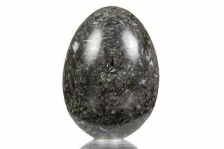 Polished Black Coquina Egg - California #334178