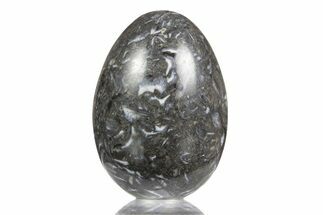 Polished Black Coquina Egg - California #334179