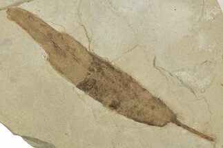 Eocene Fossil Leaf (Pseudosalix) - Green River Formation, Utah #334217
