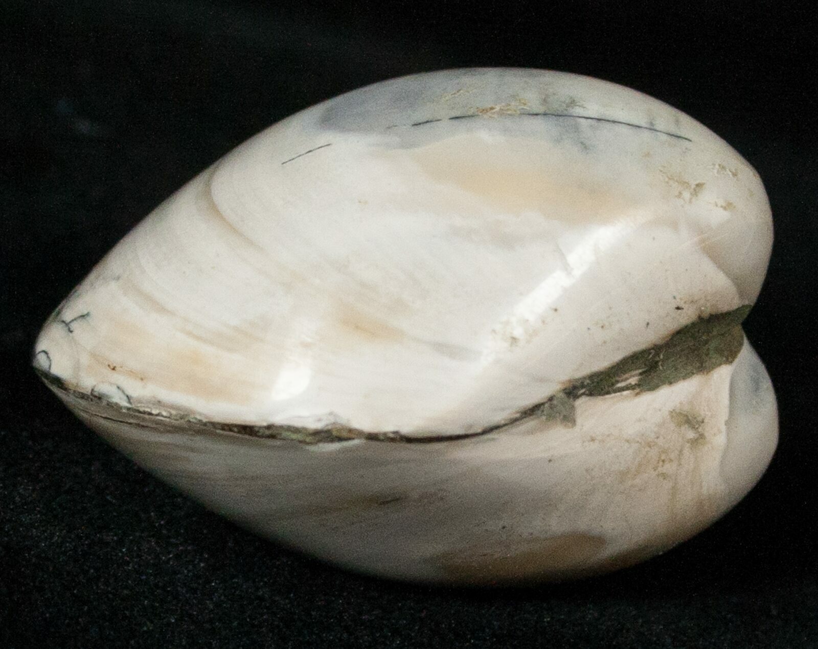Polished Fossil Astarte Clam Small Size 18125 For Sale
