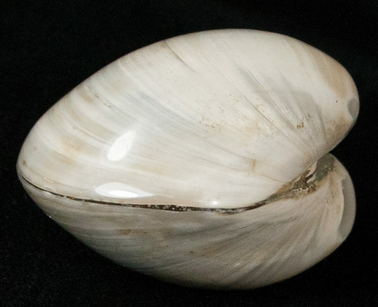 Polished Fossil Astarte Clam Small Size 18126 For Sale