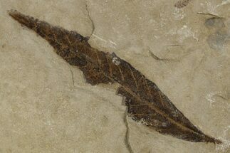 Fossil Leaf (Cedrelospermum) - Green River Formation, Utah #334312