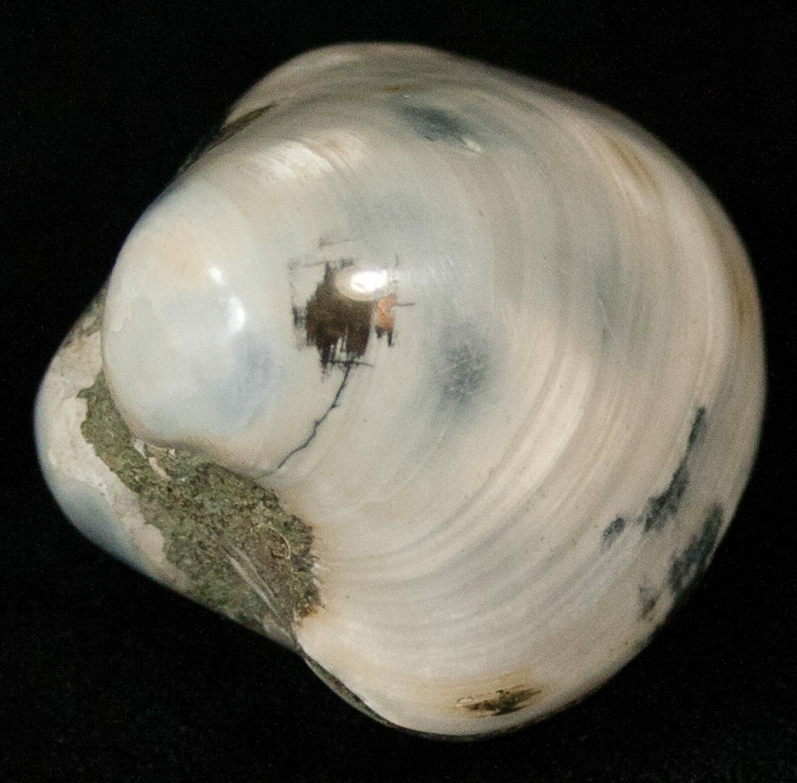 Polished Fossil Astarte Clam - Small Size (#18129) For Sale - FossilEra.com