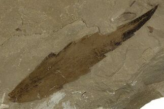 Eocene Fossil Sumac (Rhus) Leaf - Green River Formation, Utah #334356