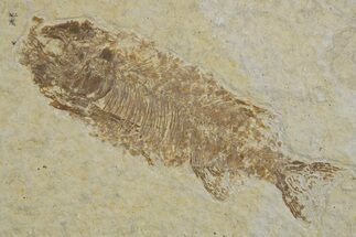 Juvenile Phareodus Fish Fossil - Scarce Species #333982