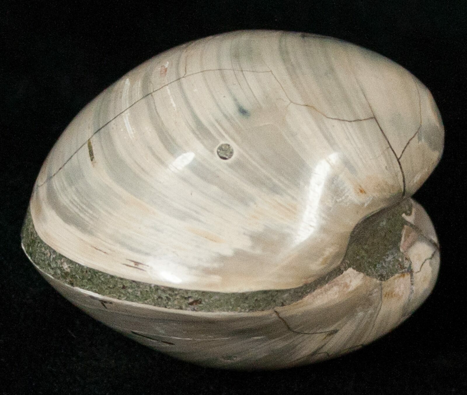 Polished Fossil Astarte Clam Medium Size 18133 For Sale