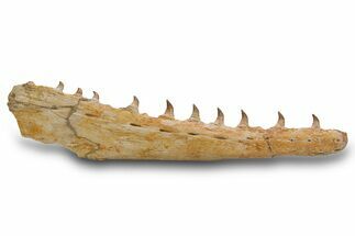 Mosasaur (Pluridens) Jaw with Ten Teeth - Morocco #334604