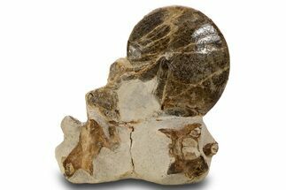 Fossil Ammonite with Mosasaur Vertebrae in Rock - Asfla, Morocco #334637