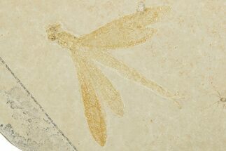 Detailed Fossil Dragonfly w/ Floating Crinoids - Solnhofen #334673