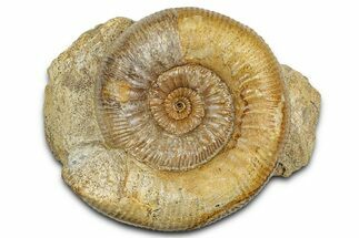 Jurassic Ammonite (Stephanoceras) Fossil - France #334768