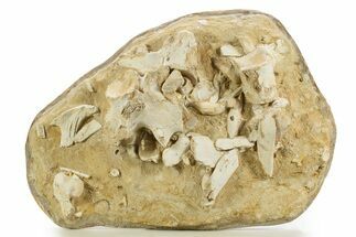 Mosasaur (Thalassotitan) Teeth and Bones in Situ - Morocco #334782