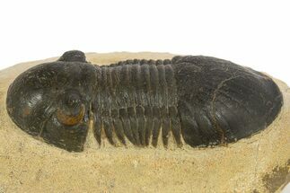 Paralejurus Trilobite Fossil - Orange Eye Preservation! #331920