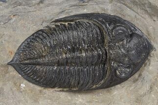 Fossil Zlichovaspis Trilobite - Atchana, Morocco #331928