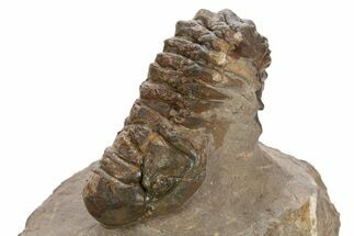 Fossil Crotalocephalina Trilobite - Atchana, Morocco #331930