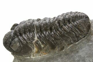 Phacopid (Adrisiops) Trilobite - Jbel Oudriss, Morocco #331931