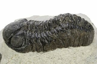 Fossil Austerops Trilobite - Morocco #331936