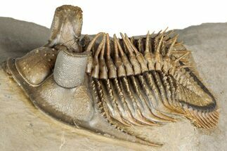 Stunning Erbenochile Trilobite with Hollardops - No Restoration! #334861