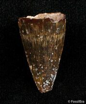 Cretaceous Aged Fossil Crocodile Tooth - Morocco #2862