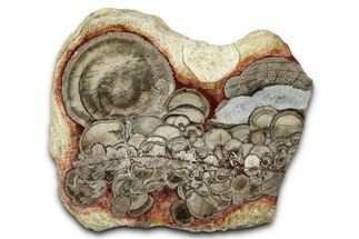 Polished Mushroom Jasper Section - Arizona #334869