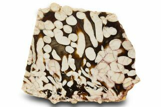 Gorgeous Petrified Peanut Wood Slab - Australia #334890