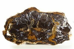 バタグルミ化石⑦ 7.7