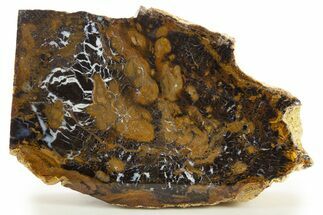 Petrified Wood (Sycamore) Stand-Up - Parker, Colorado #334929