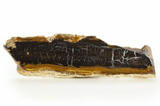 Polished Petrified Shrinkwood Section - Parker, Colorado #334934