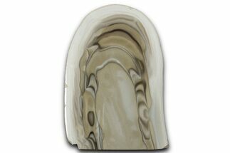 Polished Striped Flint Stand Up - Poland #334953