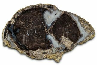 Petrified Wood (Schinoxylon) Round - Blue Forest, Wyoming #334995