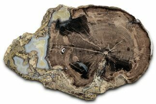 Petrified Wood (Schinoxylon) Round - Blue Forest, Wyoming #335004