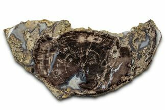 Petrified Wood (Schinoxylon) Round - Blue Forest, Wyoming #335010