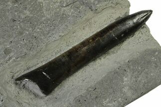 Fossil Belemnite (Passaloteuthis) Rostrum - Germany #335218