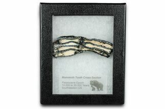 Mammoth Molar Slice With Case - South Carolina #335113