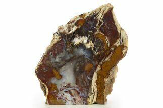 Colorful, Hubbard Basin Petrified Wood Stand-up - Nevada #334978