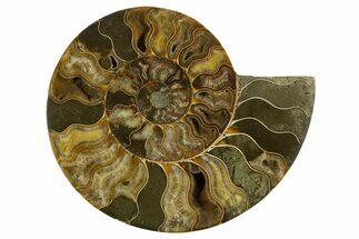 Cut & Polished Ammonite Fossil (Half) - Madagascar #317849