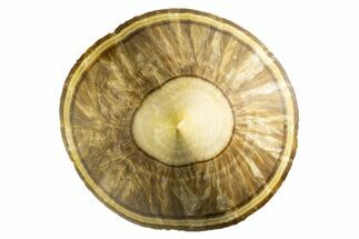 Polished Barite Specimen - Lubin Mine, Poland #335132