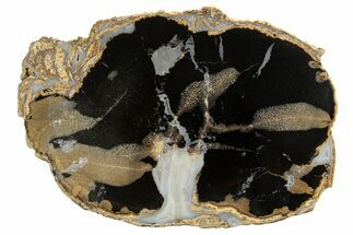 Polished Petrified Wood (Palm) Section - Wyoming #335047