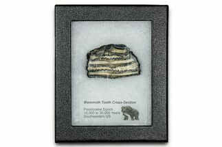 Mammoth Molar Slice With Case - South Carolina #335126