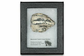 Mammoth Molar Slice With Case - South Carolina #335134