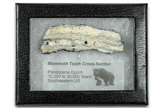 Mammoth Molar Slice With Case - South Carolina #335165