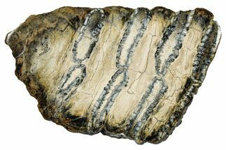 Polished Mammoth Molar Slice - South Carolina #335387