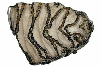 Polished Mammoth Molar Slice - South Carolina #335397