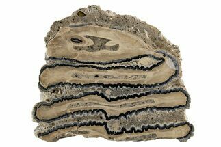 Polished Mammoth Molar Slice - South Carolina #335401