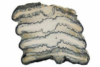 Polished Mammoth Molar Slice - South Carolina #335402