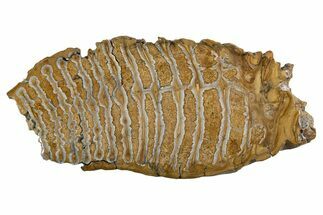 Polished Mammoth Molar Slice - South Carolina #335408