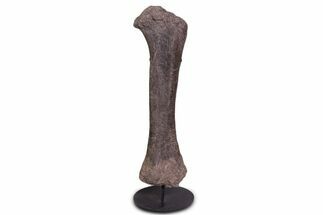 Fossil Sauropod (Camarasaurus) Femur with Metal Stand - Colorado #335471